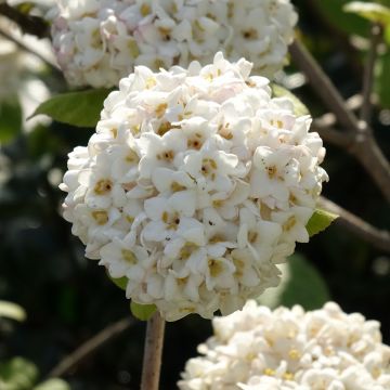 Viburnum x carlcephalum