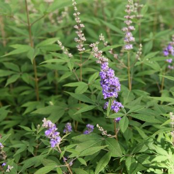 Vitex agnus-castus Queen Bee - Chaste Tree