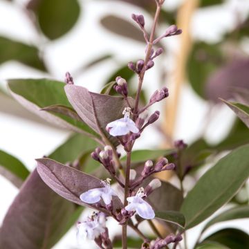 Vitex trifolia Purpurea - Arabian lilac