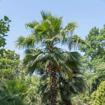Washingtonia filifera seeds - California fan palm