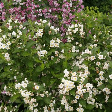 Weigela florida Colourtwist Sunny Side Up Weigela florida Colourtwist Sunny Side Up