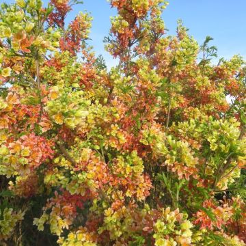 Xanthoceras sorbifolium Happy Orange