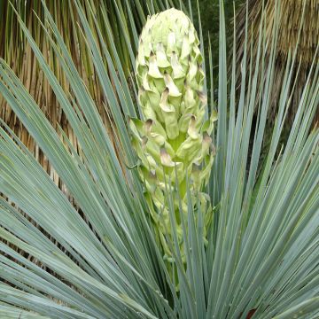 Yucca linearifolia Yucca linearifolia