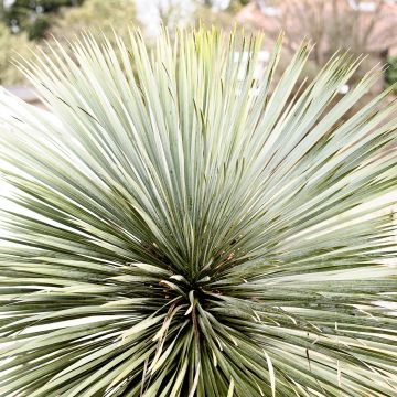 Yucca rostrata Sapphire Skies