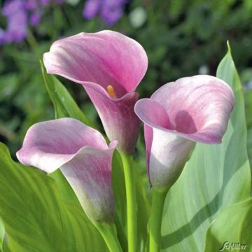 Zantedeschia elliottiana Captain Melrose - Calla Lily