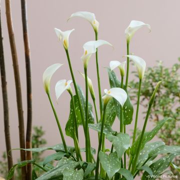 Zantedeschia aethiopica Scented Lady - Arum lily