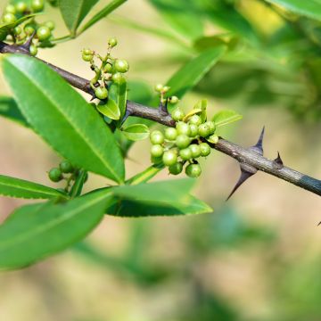Zanthoxylum armatum  - Winged Prickly Ash