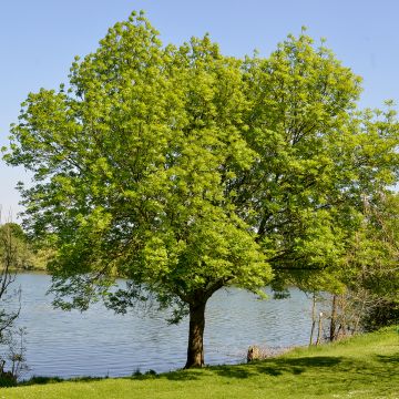 Zelkova serrata