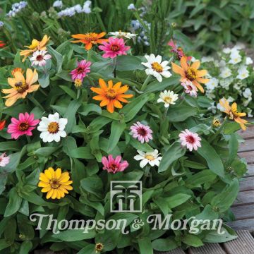 Zinnia elegans Molino Mixed