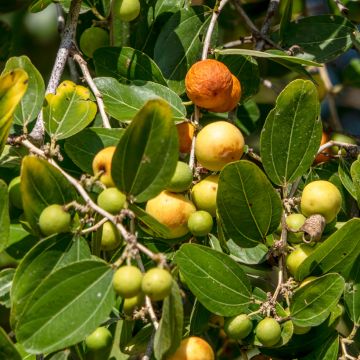 Ziziphus spina-christi - Christ's thorn jujube