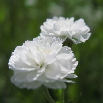 Achillea ptarmica The Pearl Achillea ptarmica The Pearl