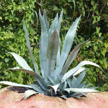 Agave americana