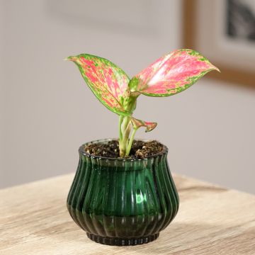 Aglaonema commutatum Red Valentine - Chinese evergreen Aglaonema commutatum Red Valentine - Chinese evergreen