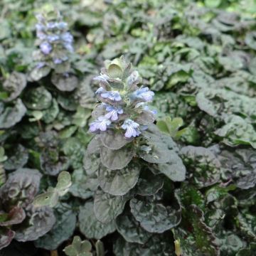 Ajuga pyramidalis Metallica Crispa - Pyramidal bugle