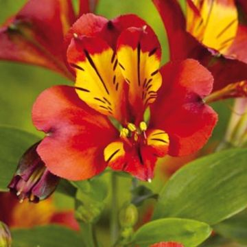 Alstroemeria Inca Pulse - Peruvian Lily Alstroemeria Inca Pulse - Peruvian Lily