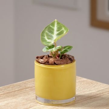 Anthurium crystallinum Crystal Hope - Flamingo Flower