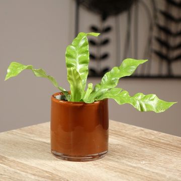 Asplenium nidus 'Crispy Wave' - Bird's nest fern, hart's tongue