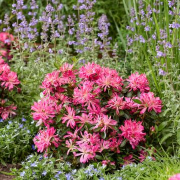 Rhododendron molle subsp. japonicum Pink Star - Japanese azalea Rhododendron molle subsp. japonicum Pink Star - Japanese azalea