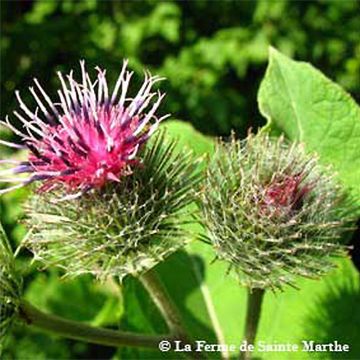 Burdock - Ferme de Sainte Marthe seeds