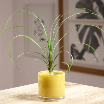 Beaucarnea recurvata - Elephant's foot