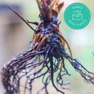 Promesse de Fleurs' anti-waste fruit trees baskets