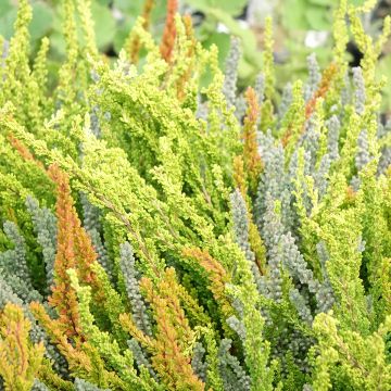 Calluna vulgaris Garden Girls Sunset Fire - Heather Calluna vulgaris Garden Girls Sunset Fire - Heather