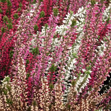 Calluna vulgaris Garden Girls Trio - Heather Calluna vulgaris Garden Girls Trio - Heather