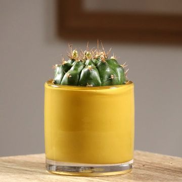 Gymnocalycium baldianum - Dwarf chin cactus