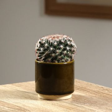 Mammillaria heyderi - Cactus