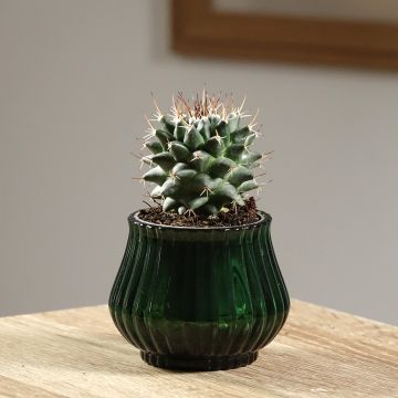 Mammillaria nejapensis Silver Arrows - Cactus