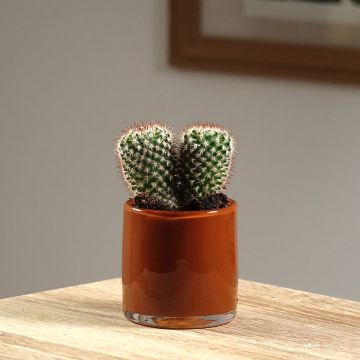 Mammillaria spinosissima f. rubrispina - Red Headed Irishman cactus