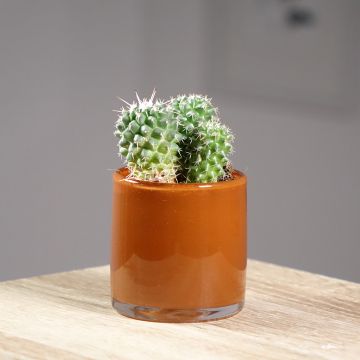 Mammillaria polythele Toluca - Cactus