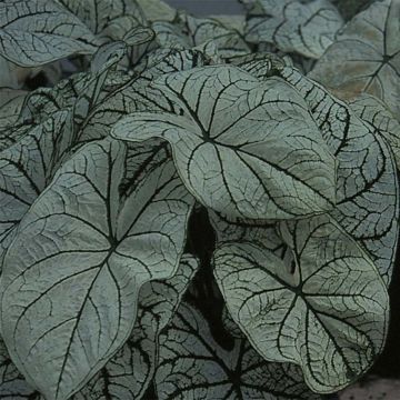 Caladium bicolor Candidum - Angel Wings