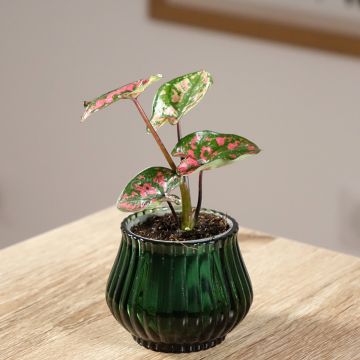 Caladium Purple Light - Elephant ear Caladium Purple Light - Elephant ear