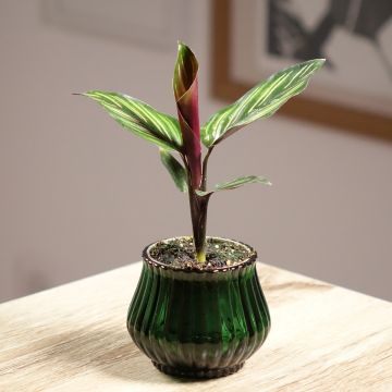 Calathea ornata 'Meili' - Plante paon, Calathéa