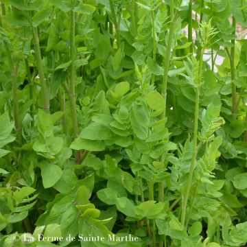 Organic Skirret - Ferme de Sainte Marthe seeds