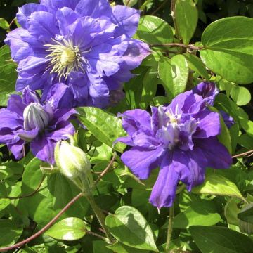 Clematis patens Kiri Te Kanawa