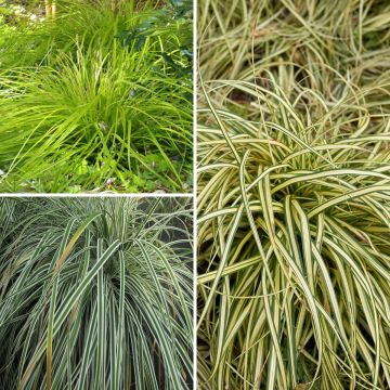 Collection 3 Carex EverColor