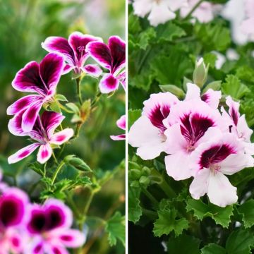 3 scented geraniums - Pelargonium