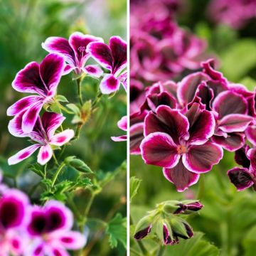 Collection de 3 géraniums parfumés - Pelargonium