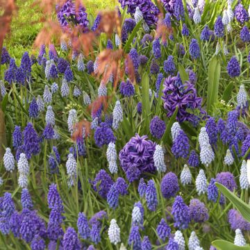 Muscari and Hyacinth Collection