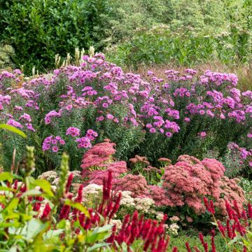 Essential Autumn Perennials Collection