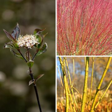 Collection de 3 Cornus