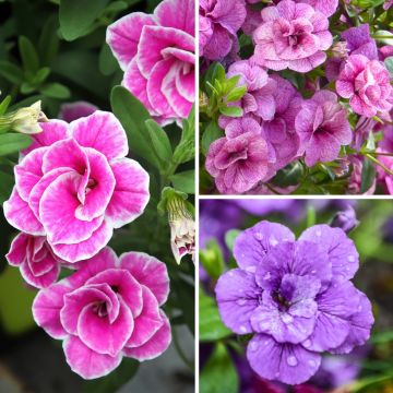 5 double Calibrachoa or Mini-petunias collection
