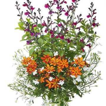 Bee Licious Blend - Collection of 3 young plants