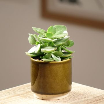Crassula ovata 'Money Maker' - Crassula à feuilles ovales, Arbre de jade
