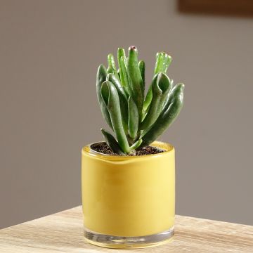 Crassula ovata Gollum - Jade plant
