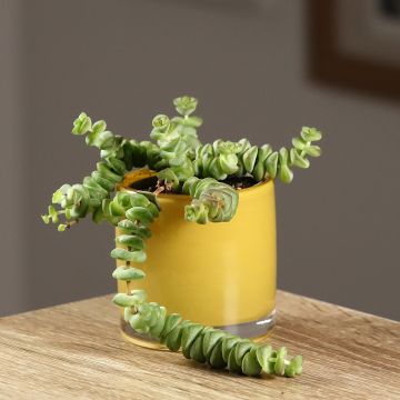 Crassula rupestris subsp. marnieriana - Warm plant