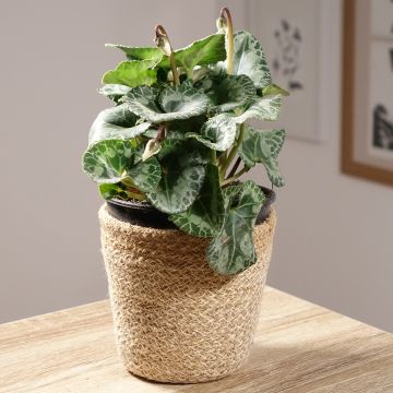 White Persian Cyclamen - Cyclamen persicum