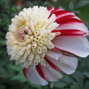 Dahlia Bon Odori Dahlia Bon Odori